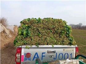 河北張立謙幫扶受傷的菜農(nóng)采購(gòu)滯銷青菜